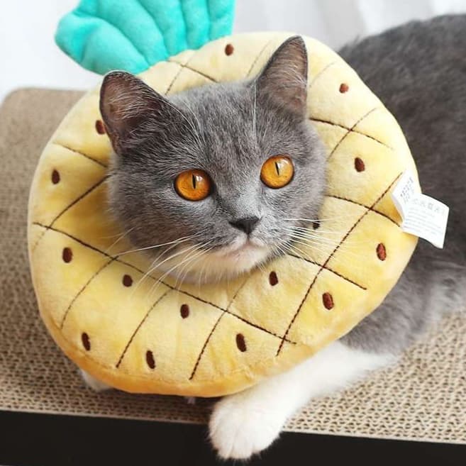 Cat Elizabethan Collar | Set of Three Elizabethan Collars for Cats