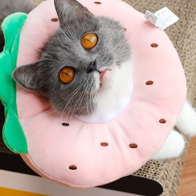 Cat Elizabethan Collar | Set of Three Elizabethan Collars for Cats