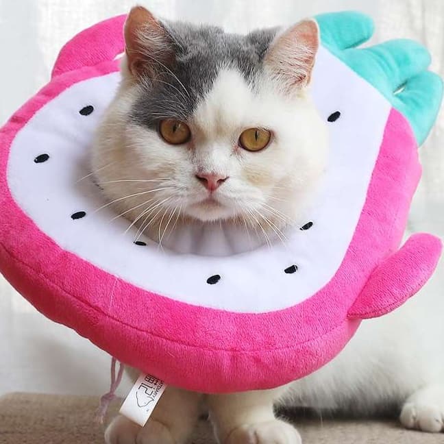 Cat Elizabethan Collar | Set of Three Elizabethan Collars for Cats