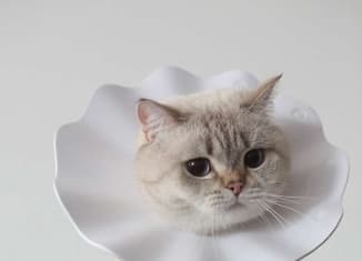 Cat Elizabethan Collar | Soft Pastel Fluffy Elizabethan Collar for Cats